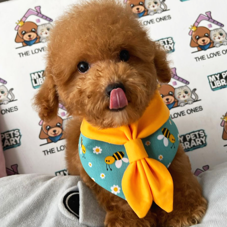 Tiny Poodle Puppy (Male) For Sale