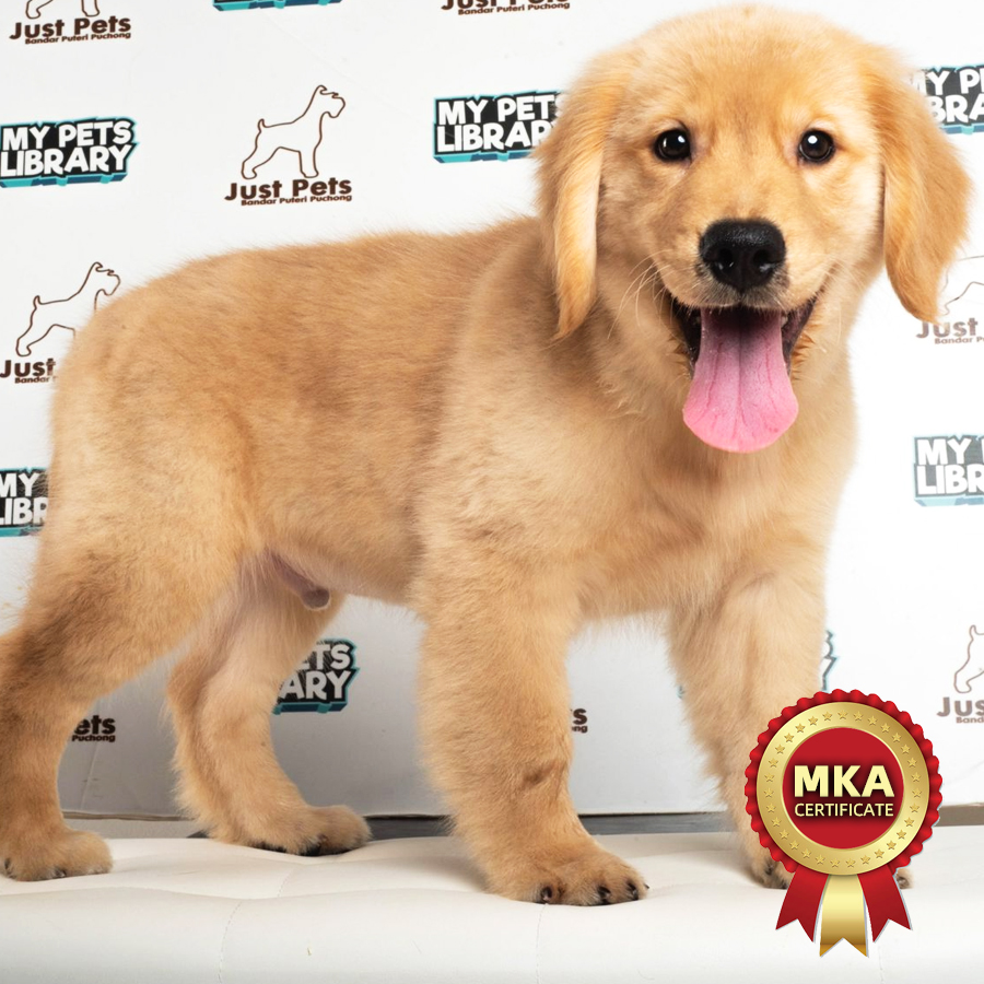 MKA Golden Retriever Puppy (Male) For Sale