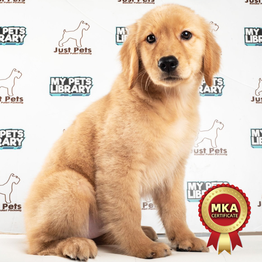 MKA Golden Retriever Puppy (Female) For Sale