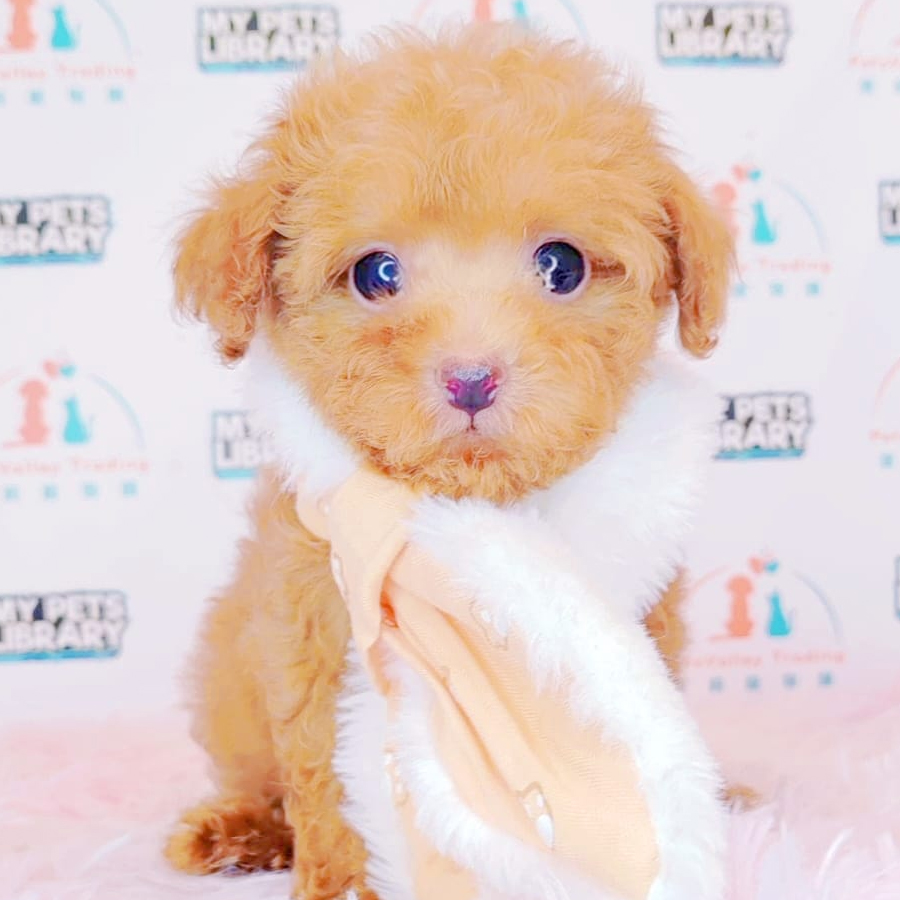 Toy Poodle Puppy (Male) For Sale