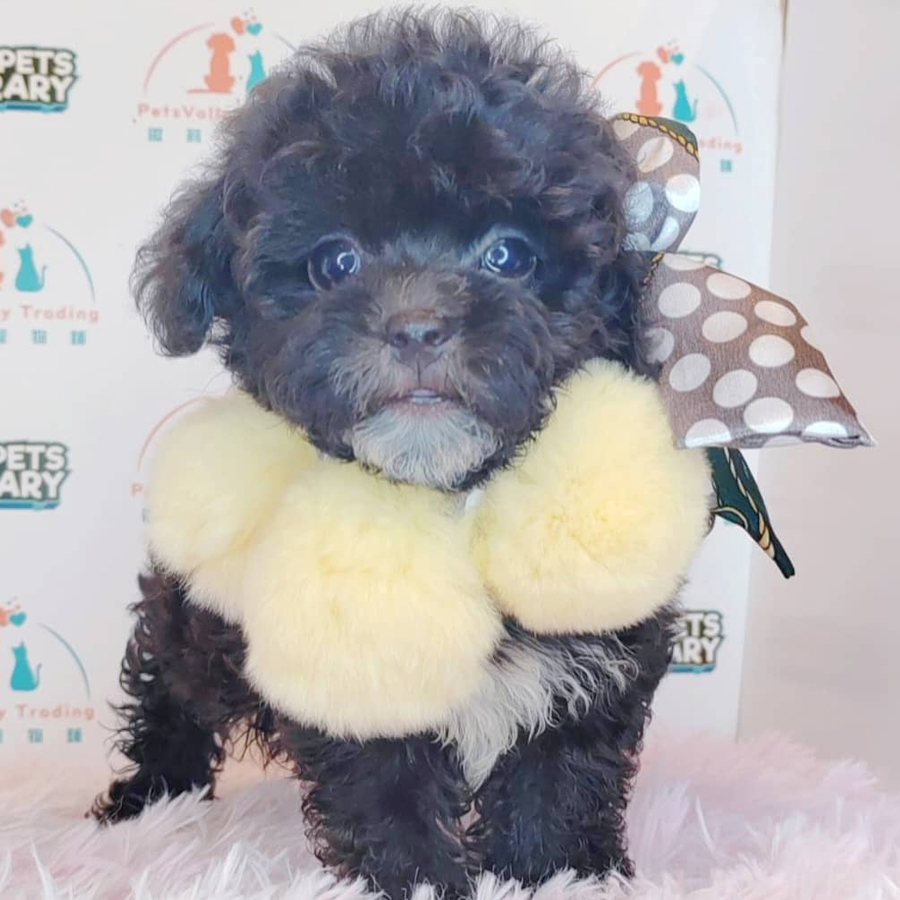 Toy Poodle Puppy (Male) For Sale