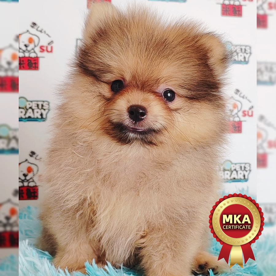 MKA Pomeranian Puppy (Male) For Sale
