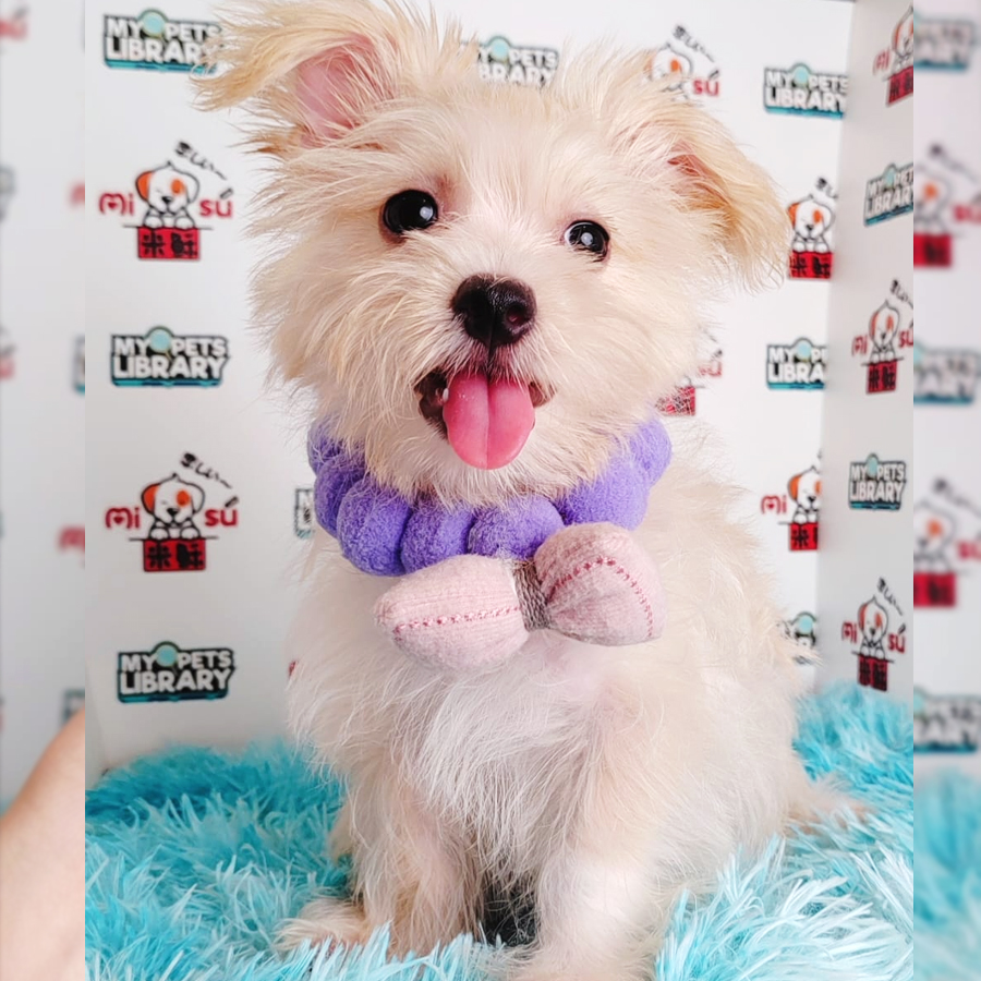Silky Terrier mix Maltese Puppy (Male) For Sale
