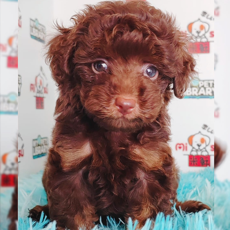Toy Poodle Puppy (Female) For Sale