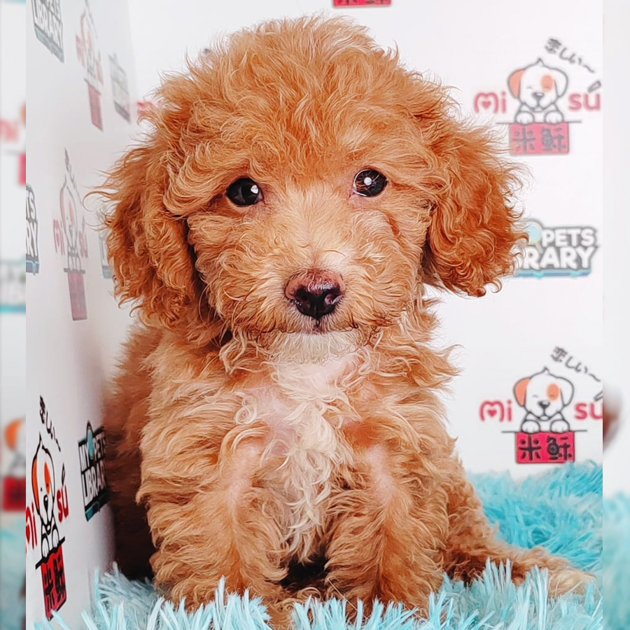 Toy Poodle Puppy (Male) For Sale