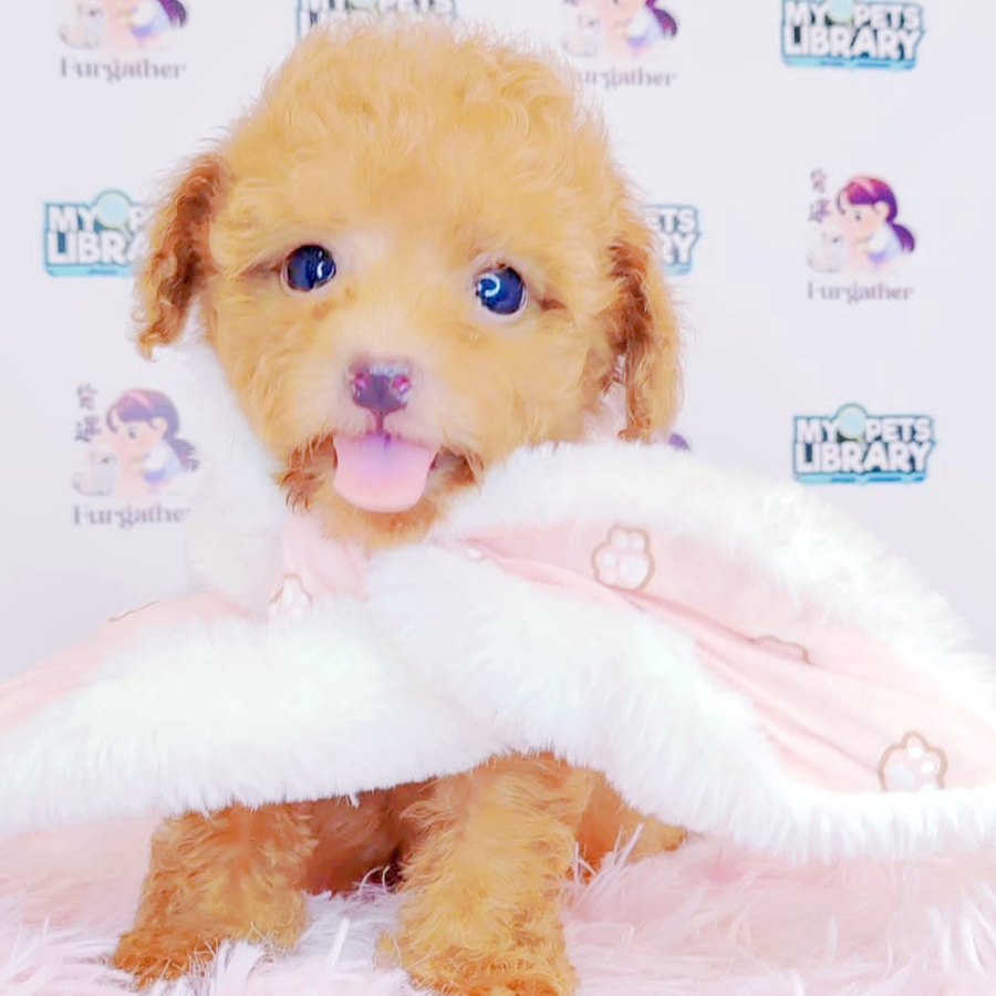 Toy Poodle Puppy (Male) For Sale