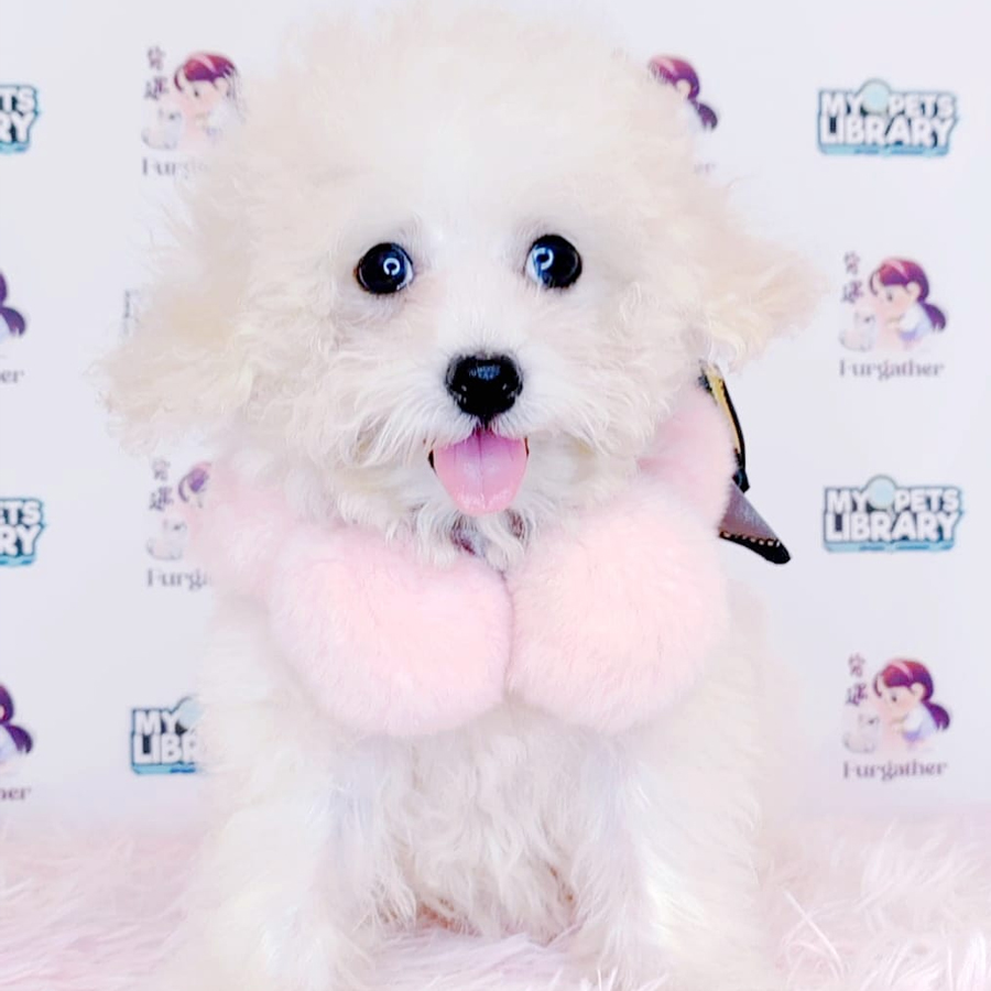 Toy Poodle Puppy (Male) For Sale