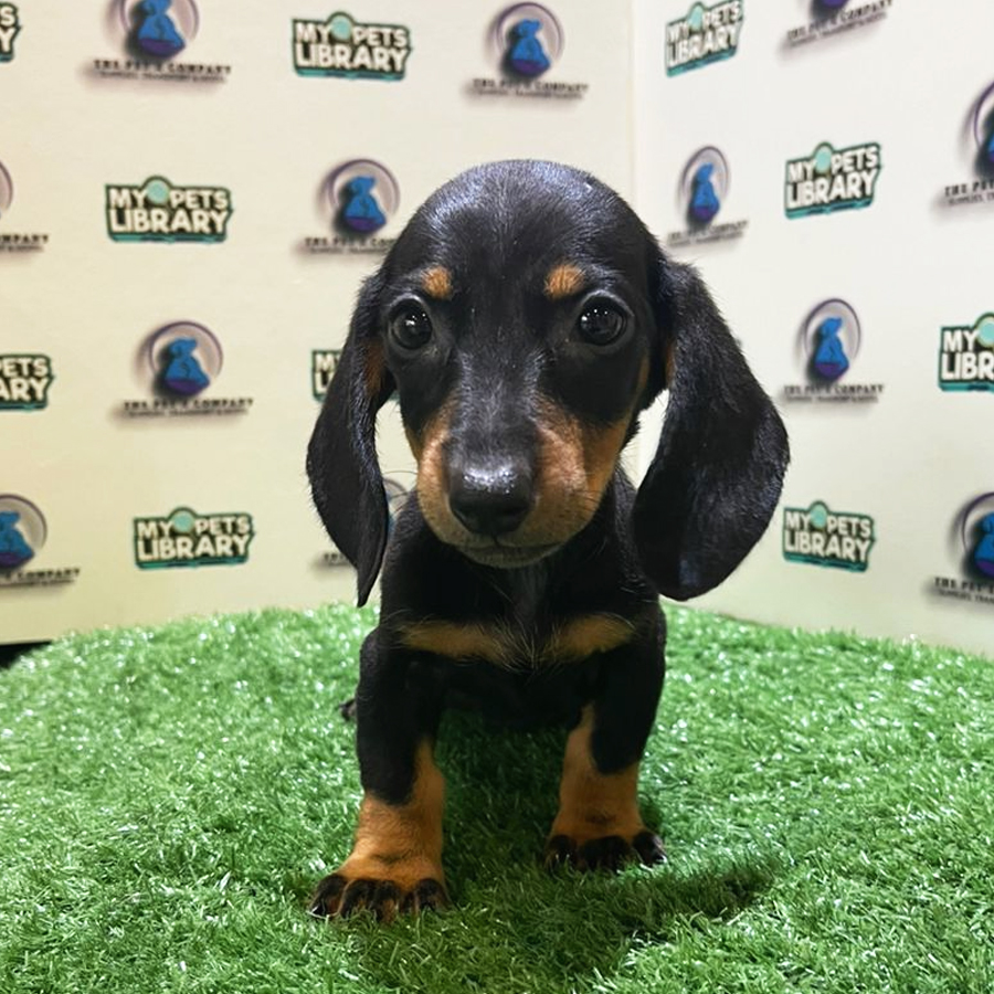 Miniature Dachshund Puppy (Female) For Sale