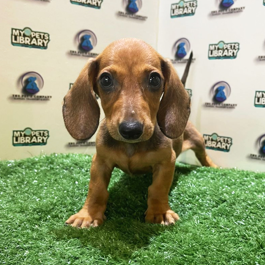 Miniature Dachshund Puppy (Male) For Sale