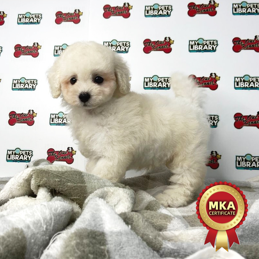 MKA Toy Poodle Puppy (Male) For Sale