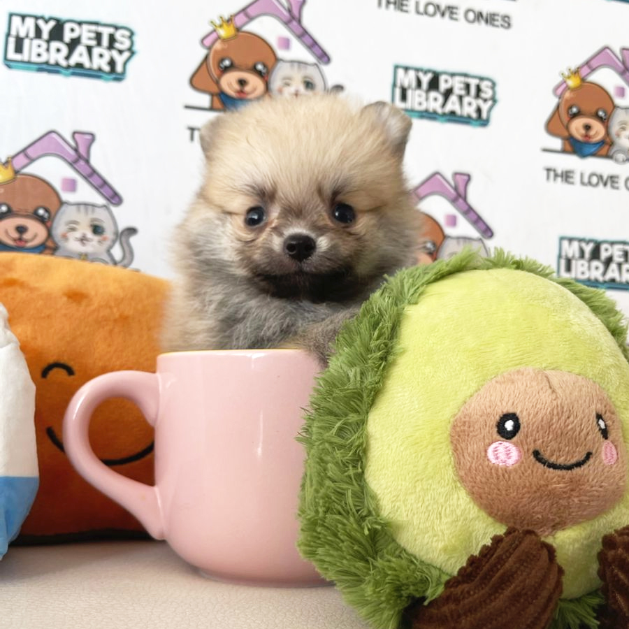 Teacup Pomeranian Puppy (Female) For Sale