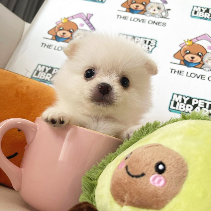 Teacup Pomeranian Puppy (Female) For Sale