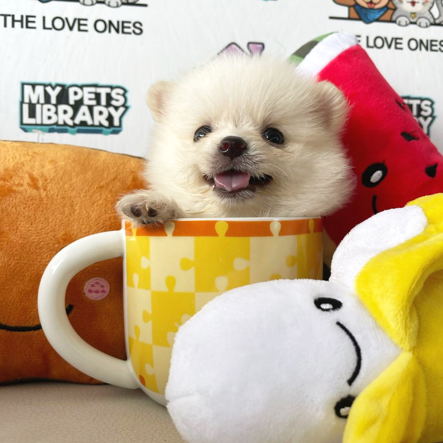 Teacup Pomeranian Puppy (Male) For Sale