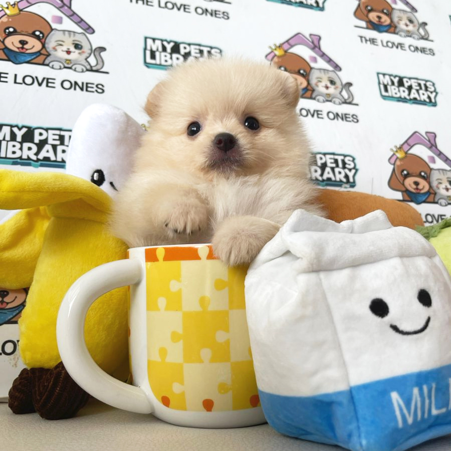 Teacup Pomeranian Puppy (Male) For Sale