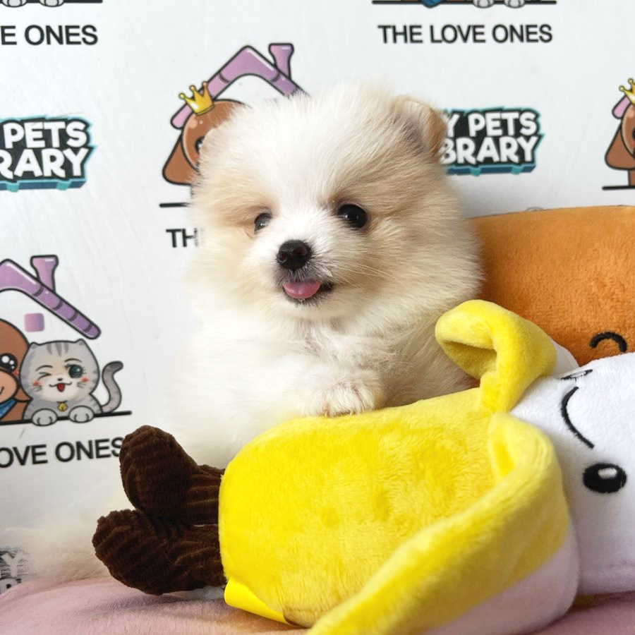 Tiny Pomeranian Puppy (Female) For Sale