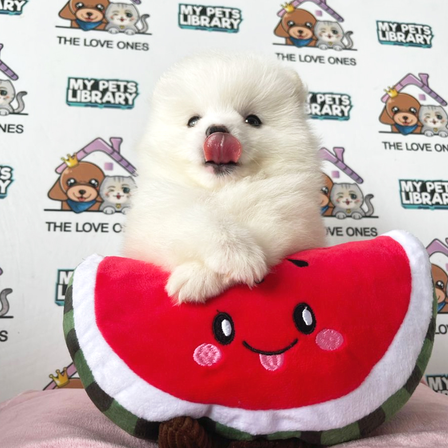 Tiny Pomeranian Puppy (Male) For Sale