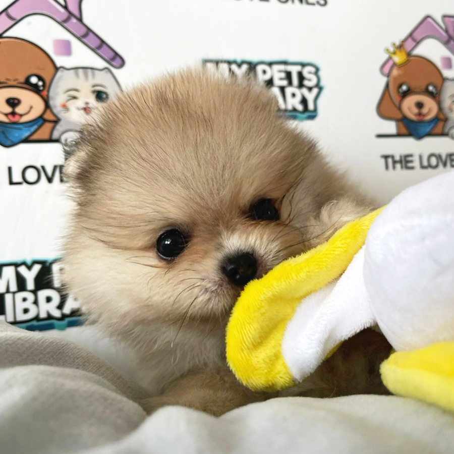 Tiny Pomeranian Puppy (Male) For Sale