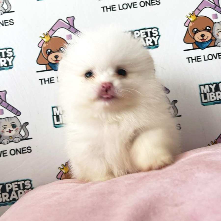Tiny Pomeranian Puppy (Female) For Sale