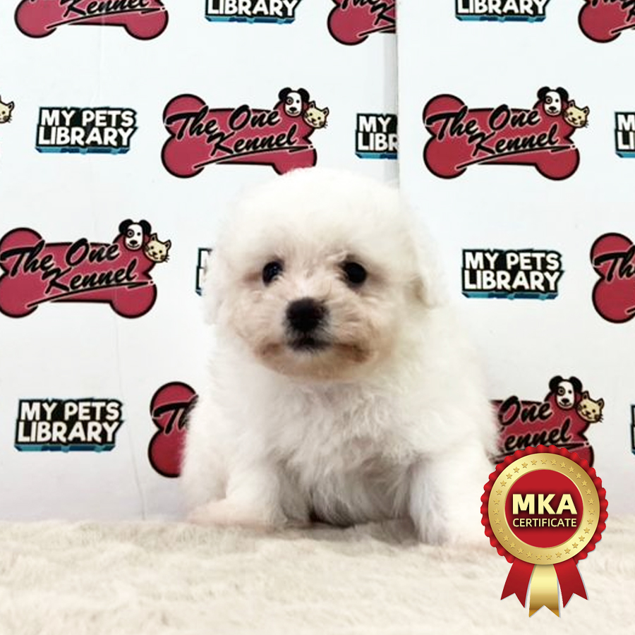 MKA Bichon Frise Puppy (Male) For Sale