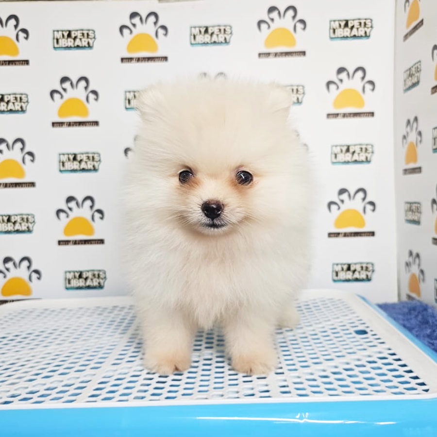 Tiny Pomeranian Puppy (Male) For Sale