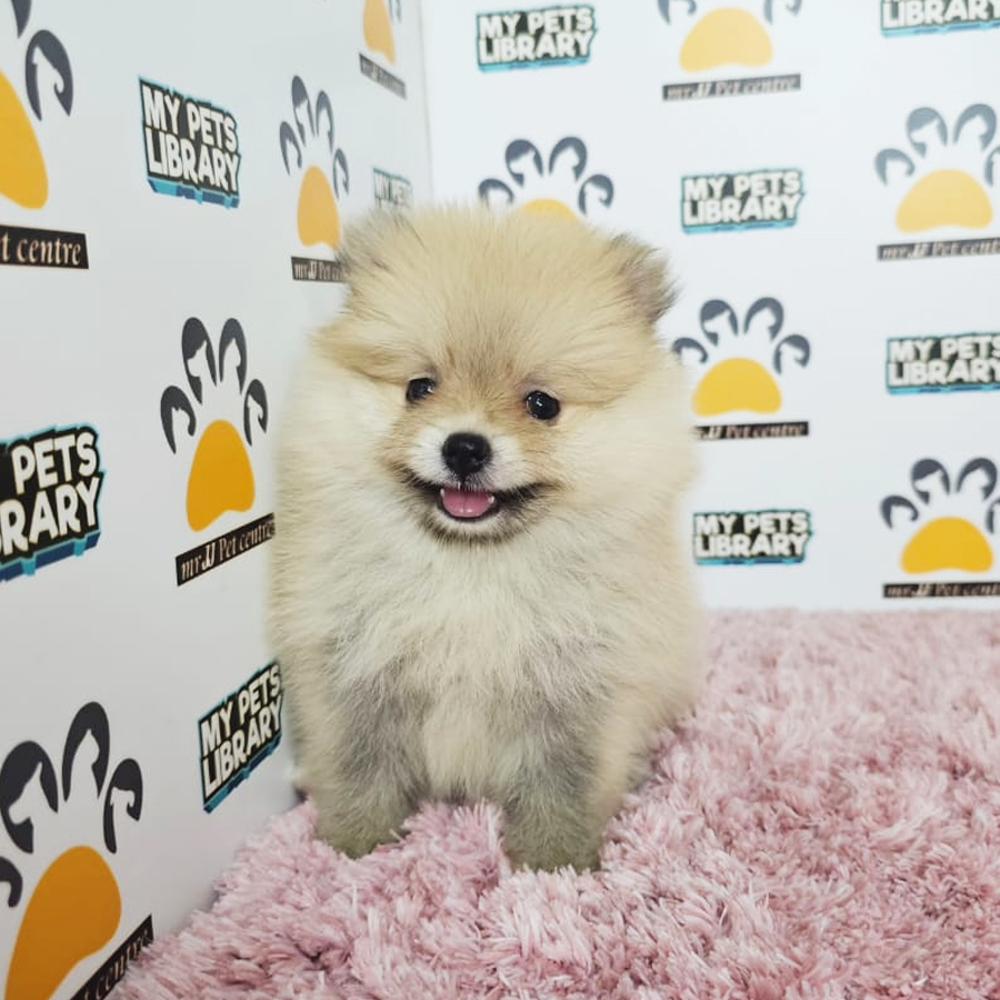 Tiny Pomeranian Puppy (Female) For Sale