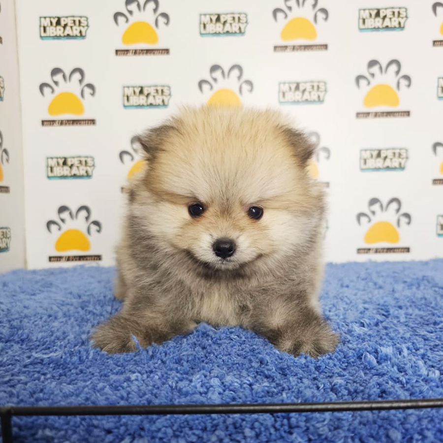Tiny Pomeranian Puppy (Male) For Sale