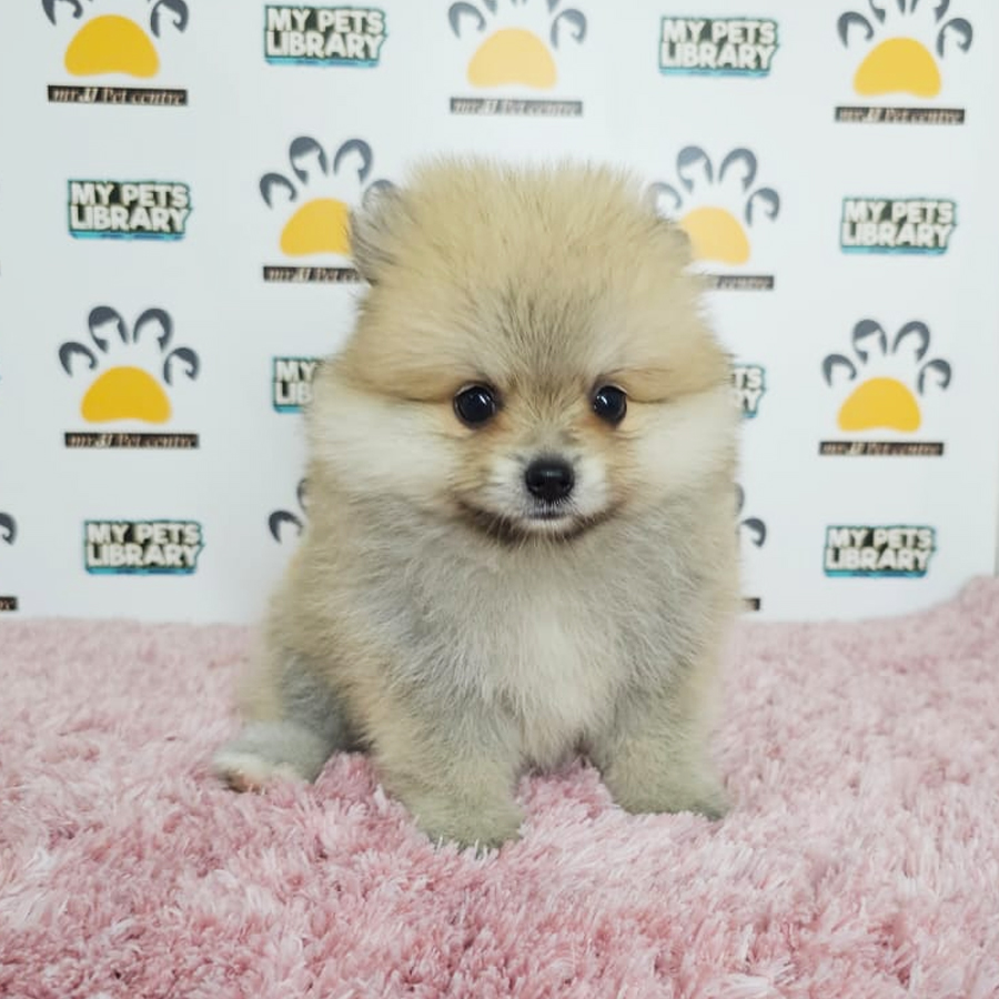 Tiny Pomeranian Puppy (Female) For Sale