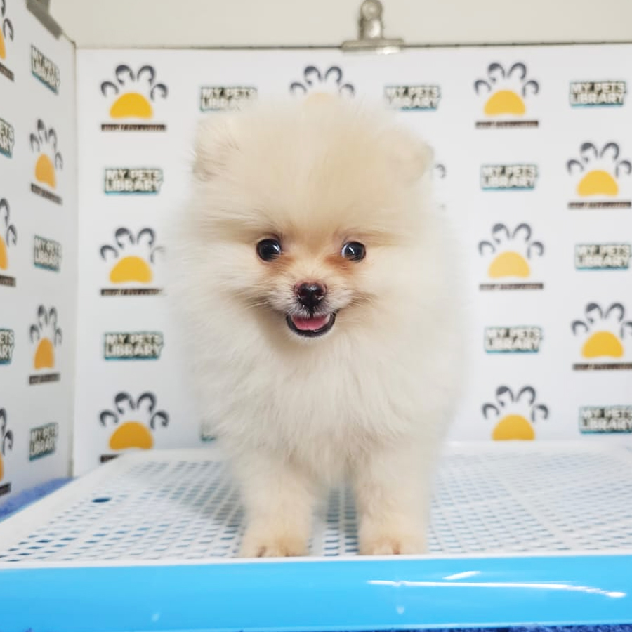 Tiny Pomeranian Puppy (Male) For Sale