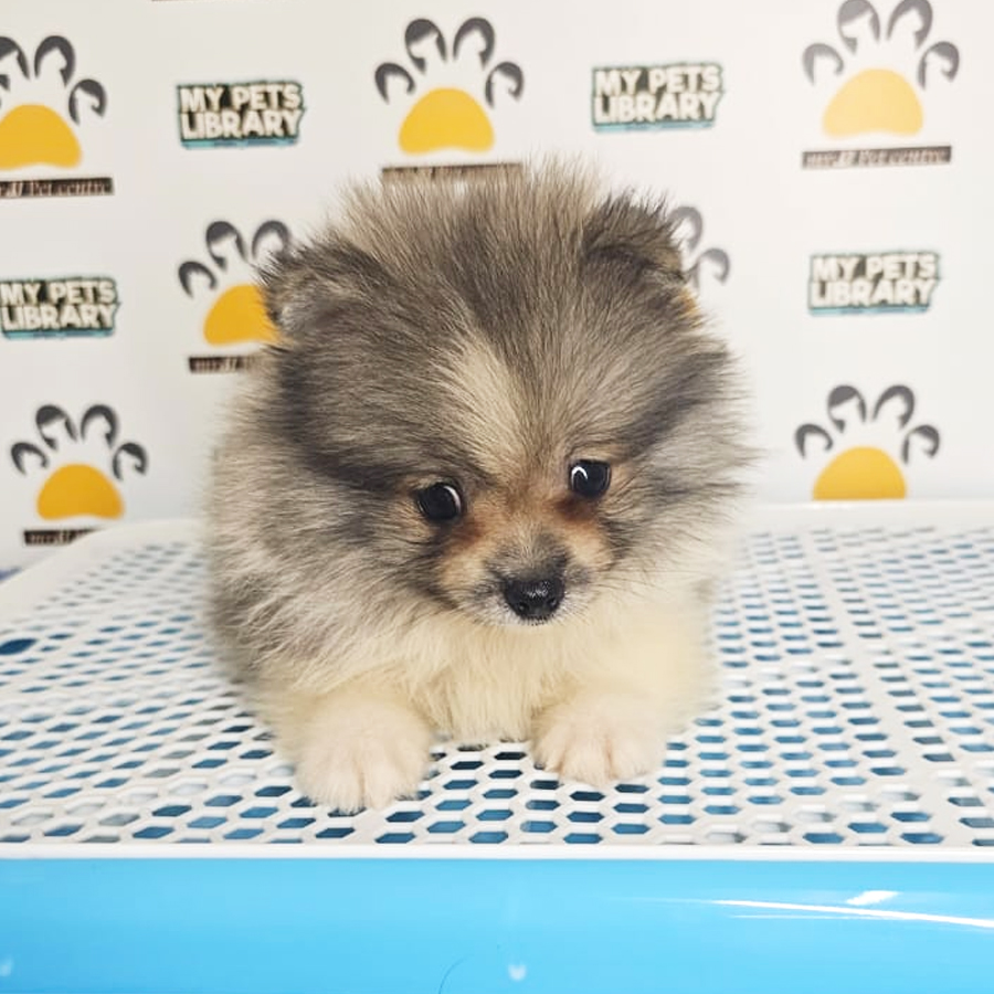 Tiny Pomeranian Puppy (Male) For Sale