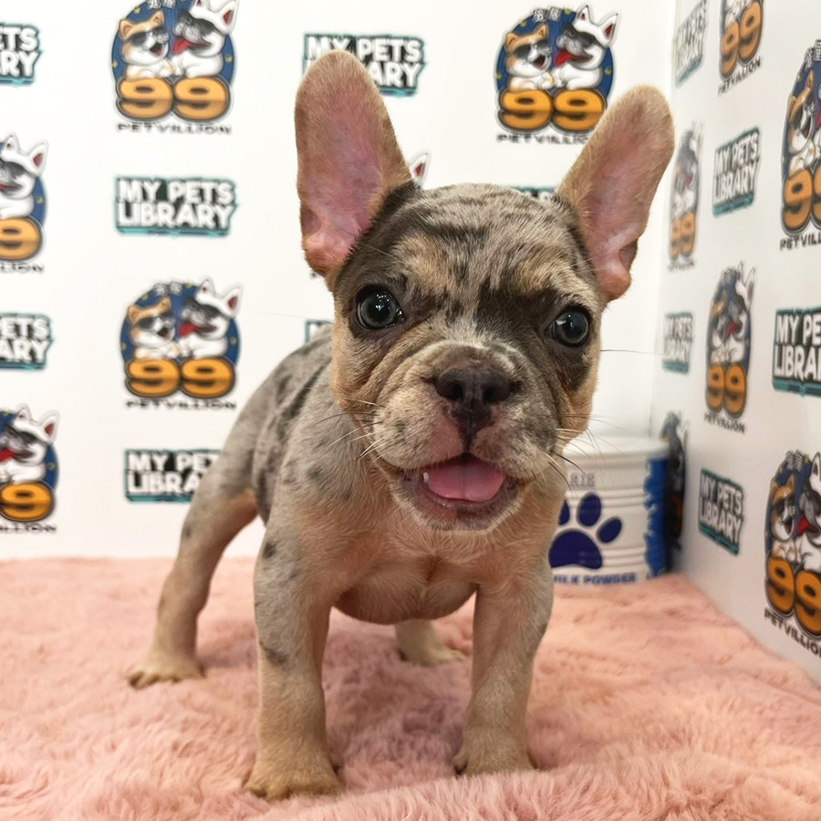 French Bulldog Puppy (Female) For Sale