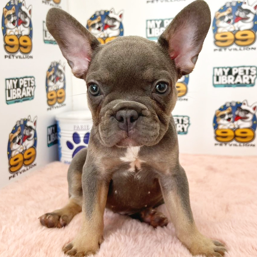 French Bulldog Puppy (Female) For Sale