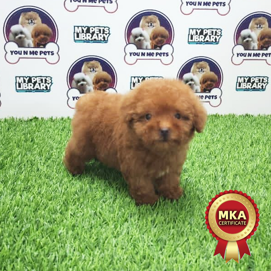 MKA Tiny Poodle Puppy (Female) For Sale