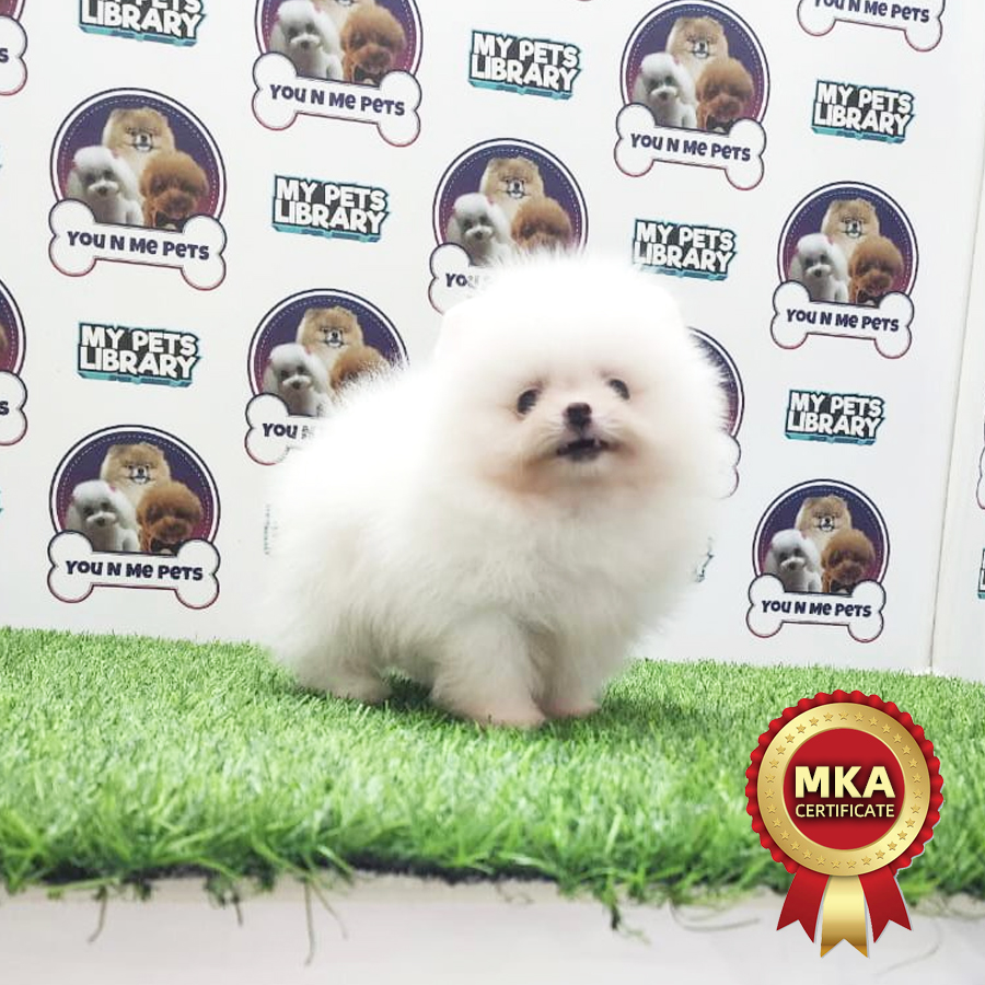 MKA Tiny Pomeranian Puppy (Male) For Sale