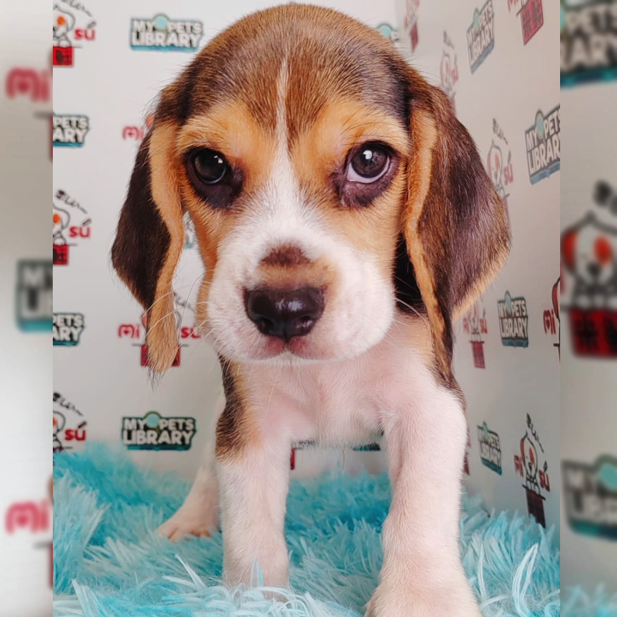 Beagle Puppy (Male) For Sale
