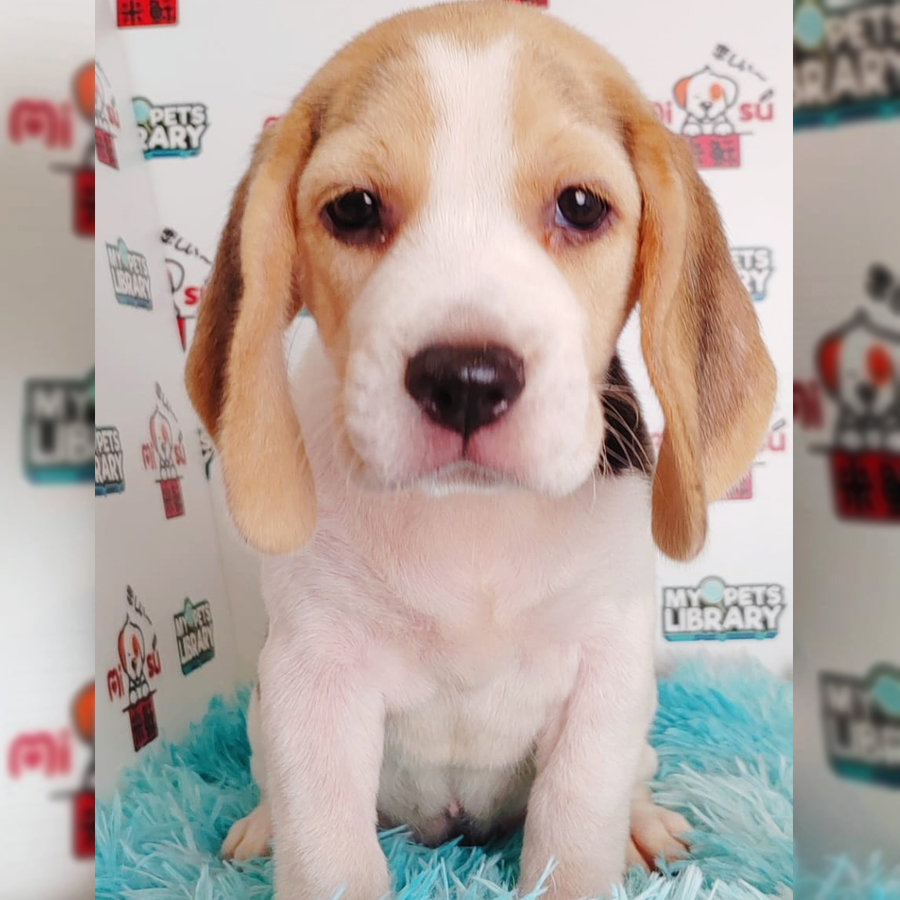 Beagle Puppy (Female) For Sale