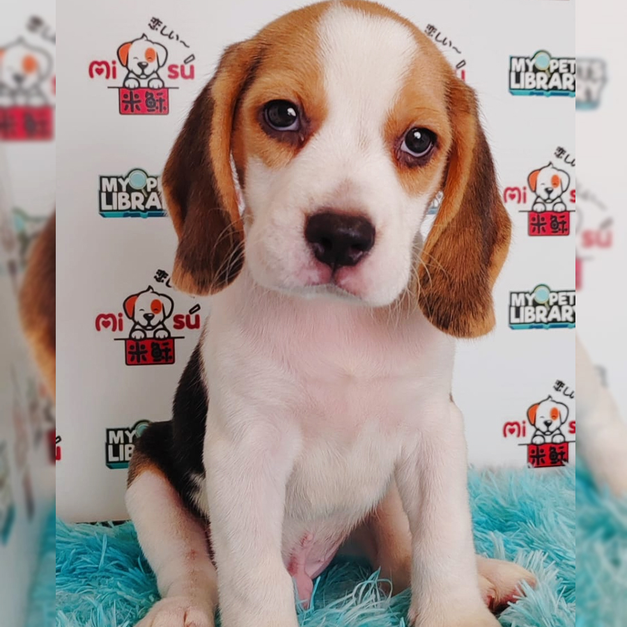 Beagle Puppy (Male) For Sale