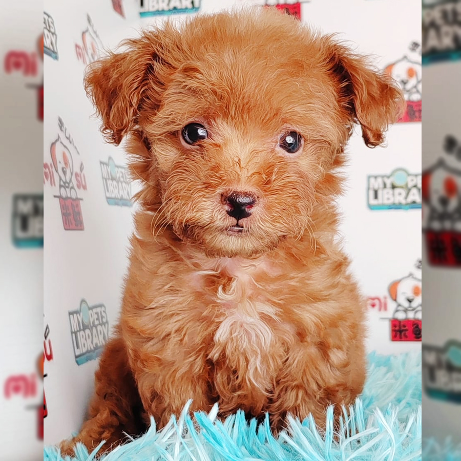Toy Poodle Puppy (Female) For Sale