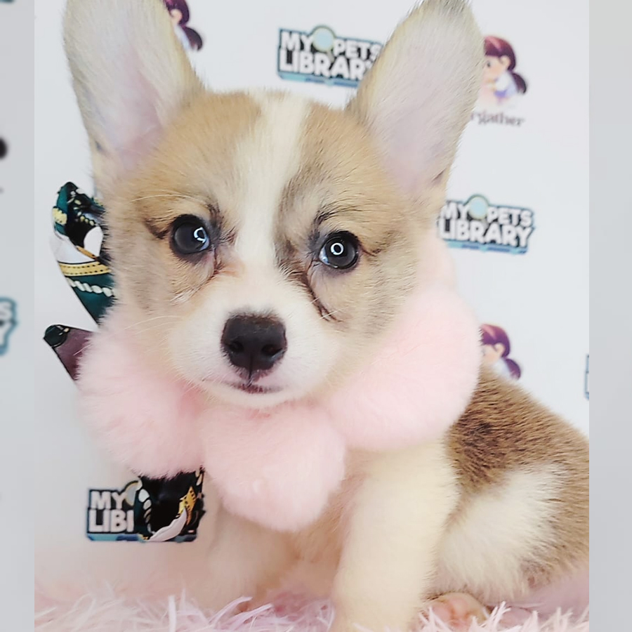 Welsh Corgi Puppy (Male) For Sale