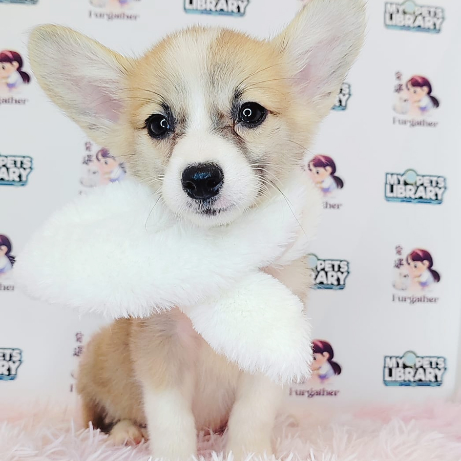 Welsh Corgi Puppy (Female) For Sale
