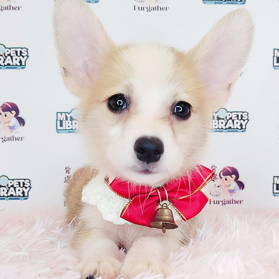 Welsh Corgi Puppy (Male) For Sale