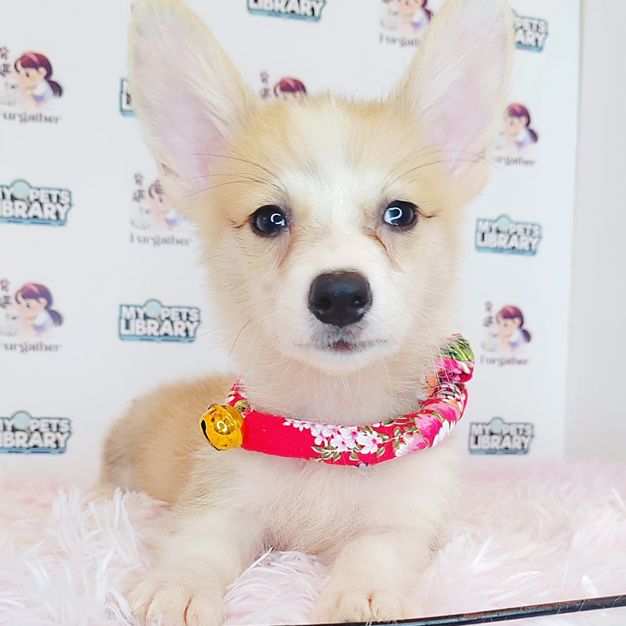 Welsh Corgi Puppy (Female) For Sale