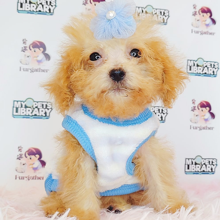 Toy Poodle Puppy (Male) For Sale