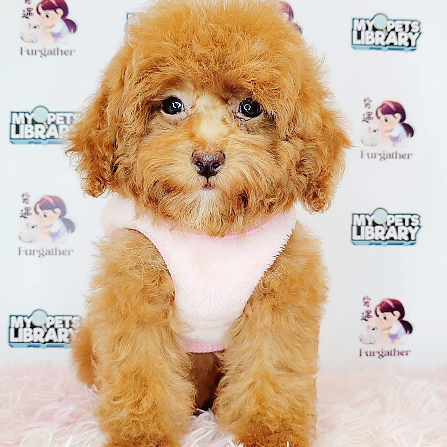 Toy Poodle Puppy (Female) For Sale