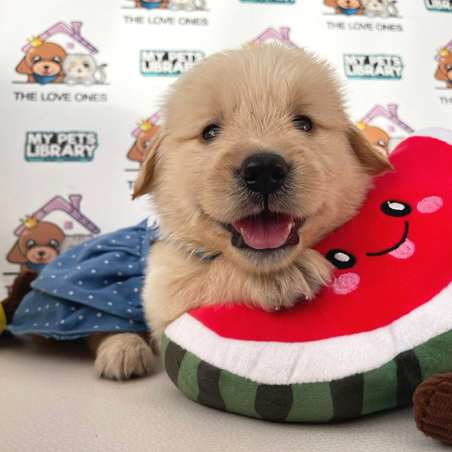 Golden Retriever Puppy (Female) For Sale