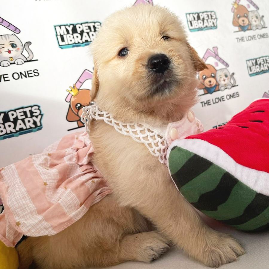 Golden Retriever Puppy (Female) For Sale