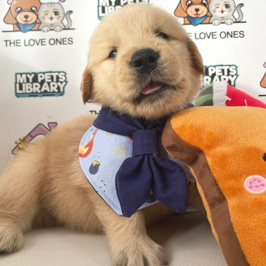 Golden Retriever Puppy (Male) For Sale