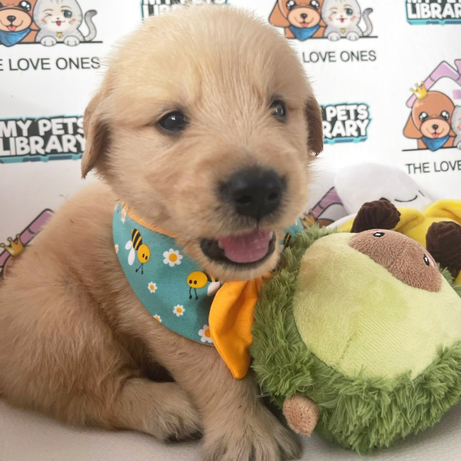Golden Retriever Puppy (Male) For Sale