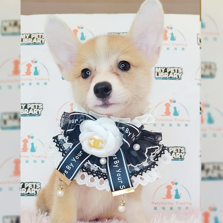 Welsh Corgi Puppy (Male) For Sale
