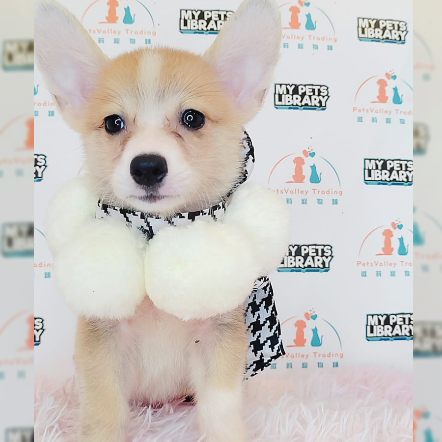 Welsh Corgi Puppy (Female) For Sale