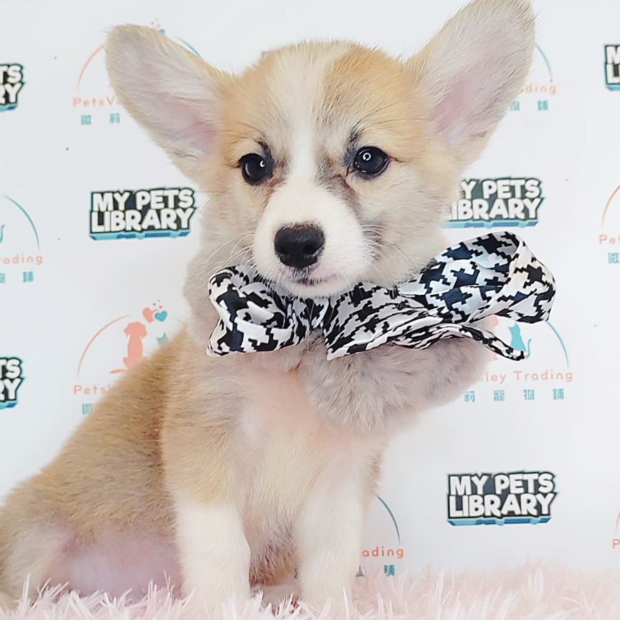 Welsh Corgi Puppy (Male) For Sale